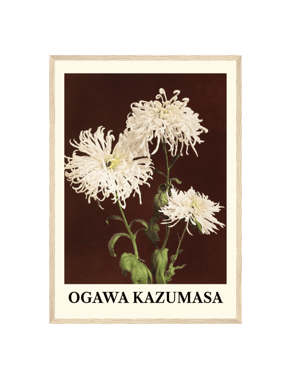 Chrysanthemum - Ogawa Kazumasa