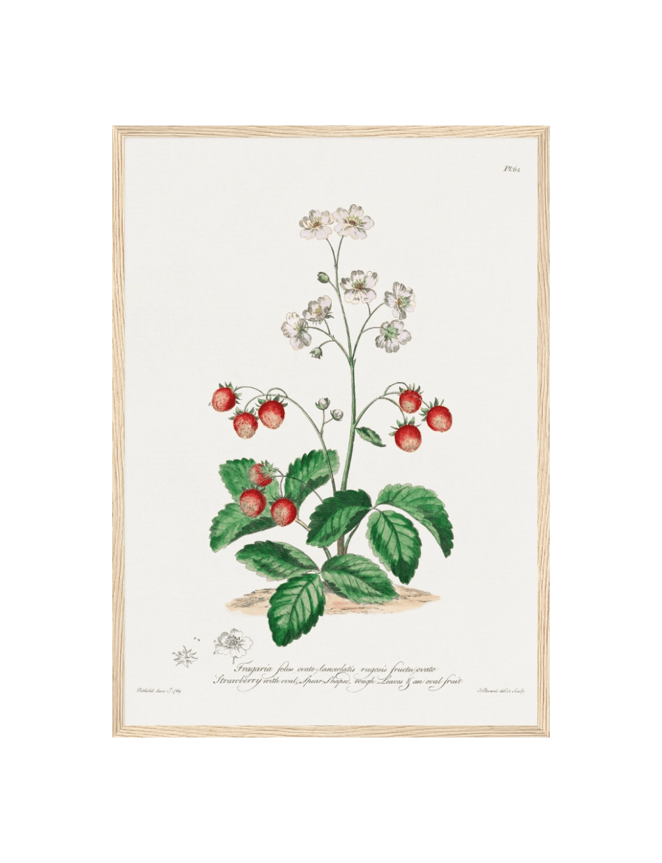 Strawberry with Oval Spear-Shaped Rough Leaves - John Edwards