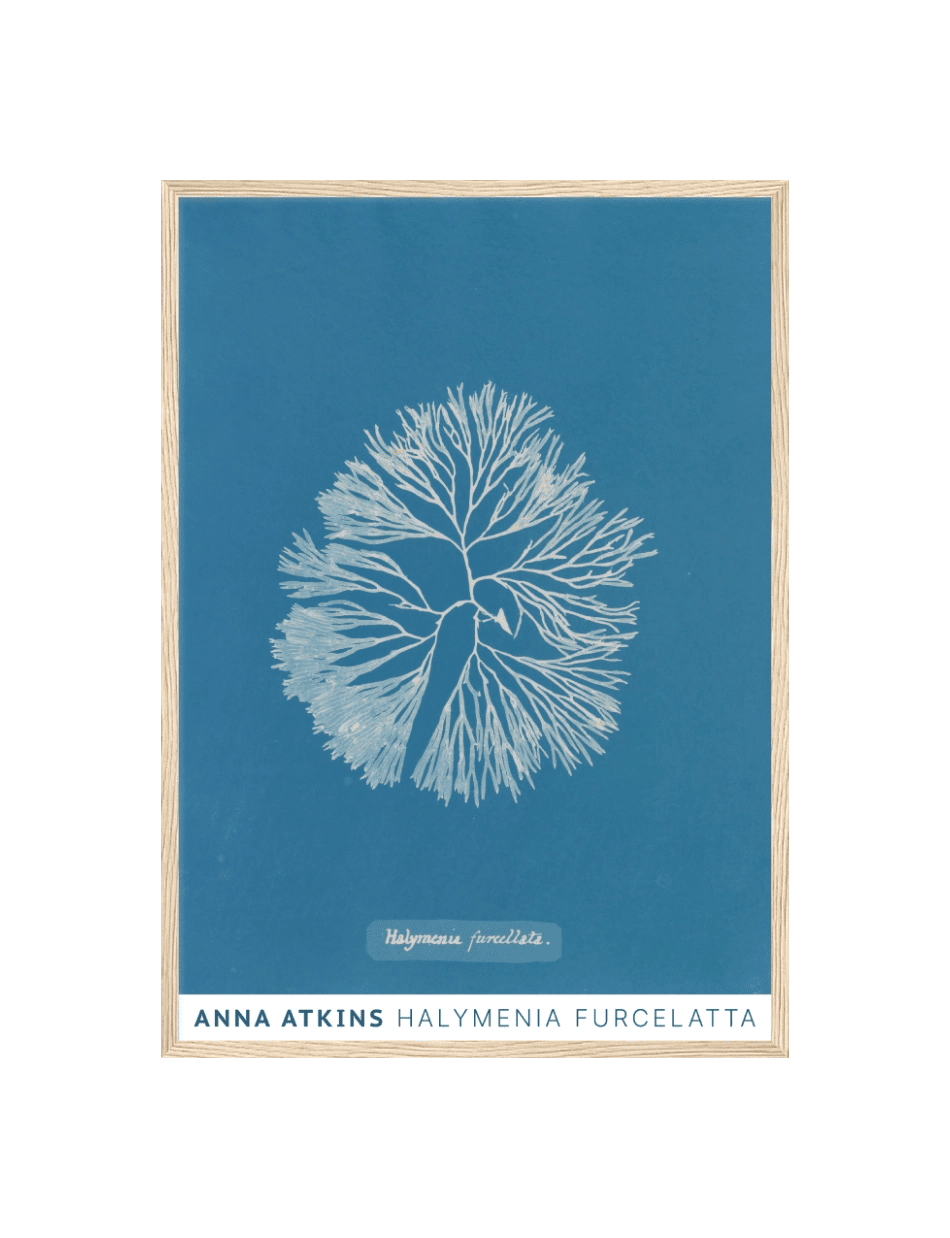 Halymenia Furcelatta - Anna Atkins