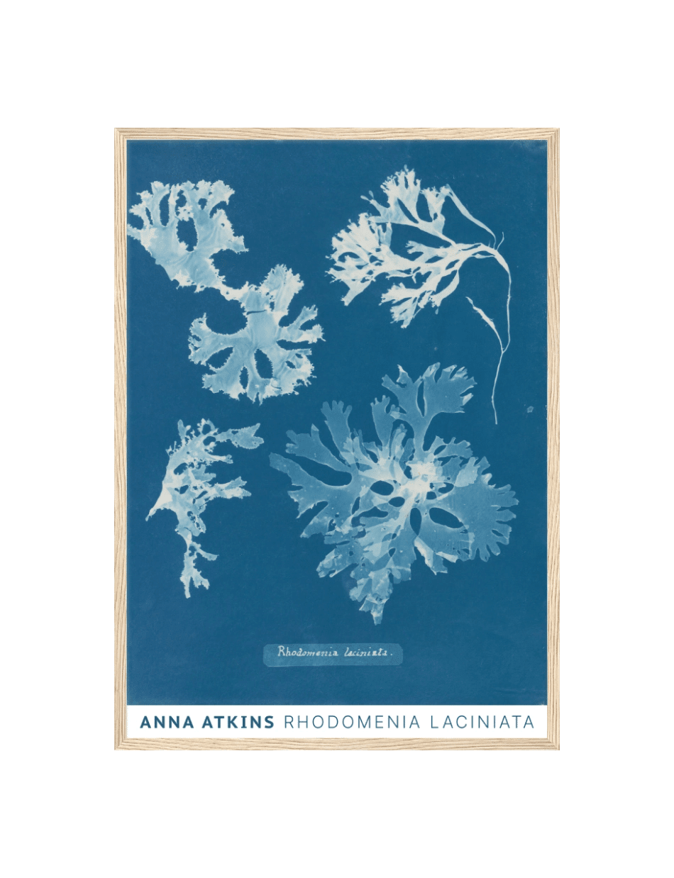 Rhodomenia Laciniata - Anna Atkins