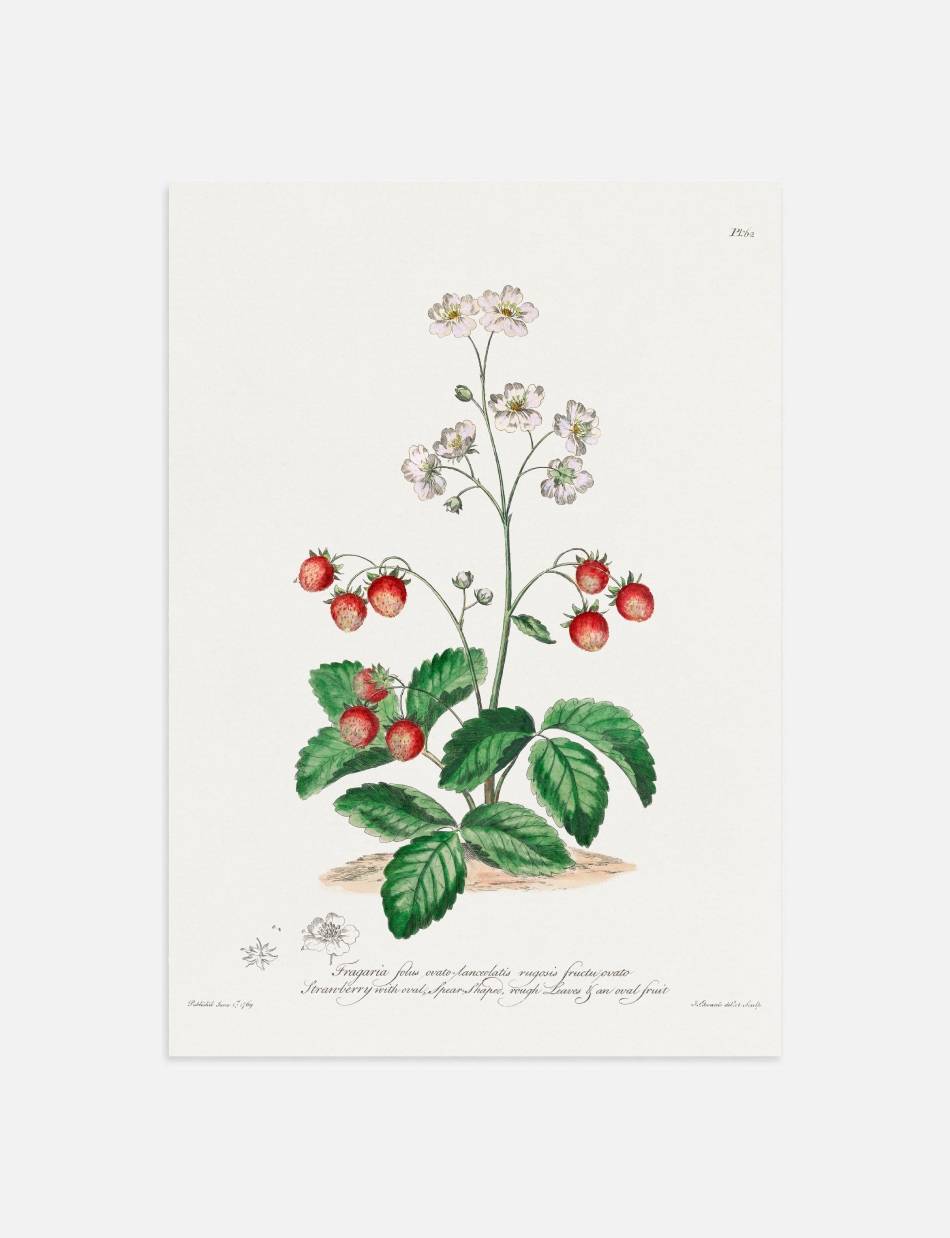 Strawberry with Oval Spear-Shaped Rough Leaves - John Edwards