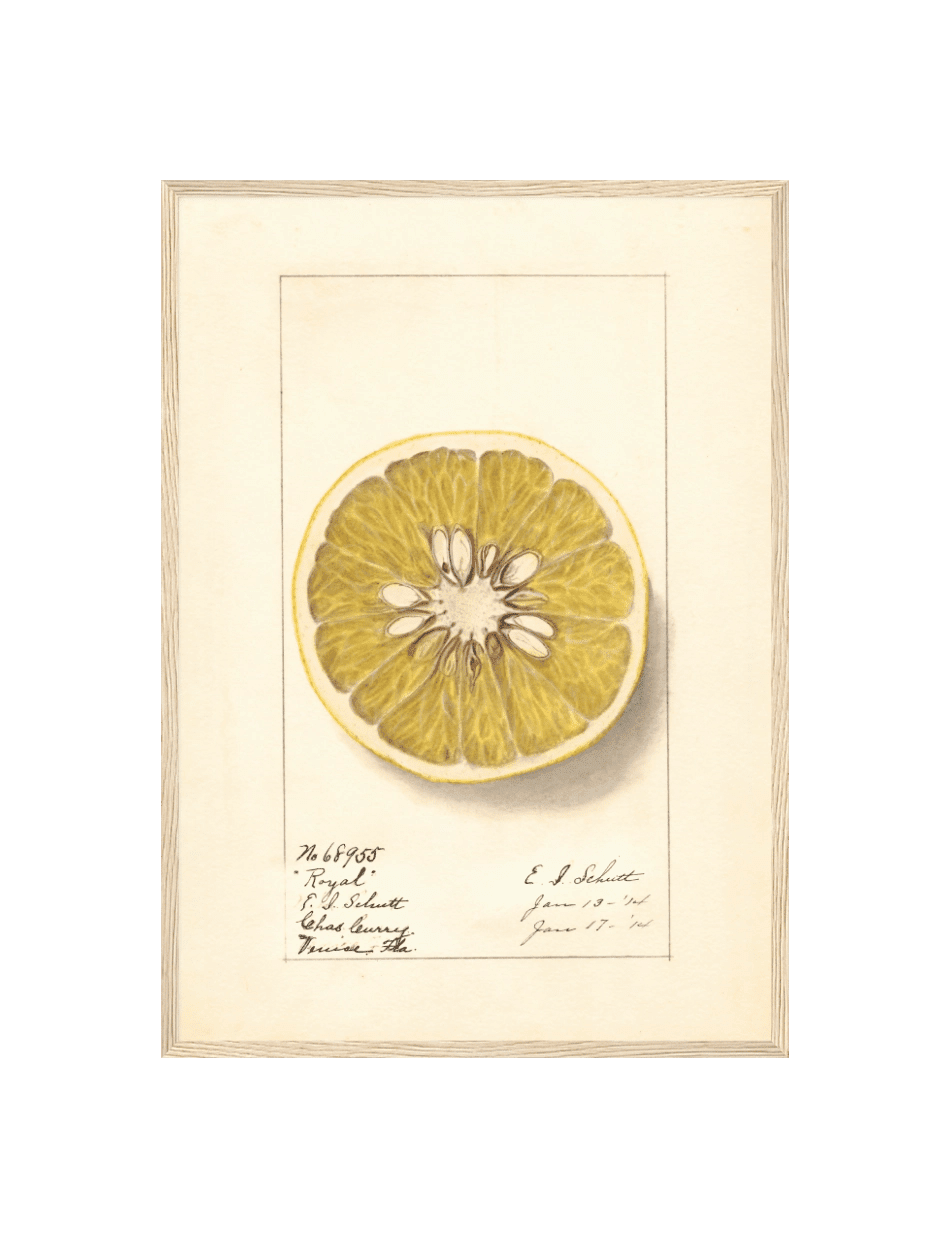 Citrus Paradisi: Royal - Ellen Isham Schutt