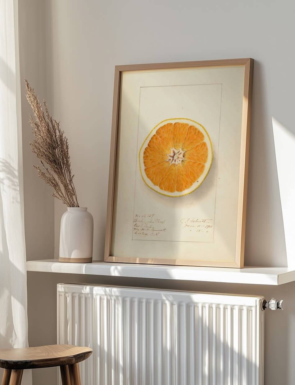 Citrus Sinensis: Washington Navel - Ellen Isham Schutt