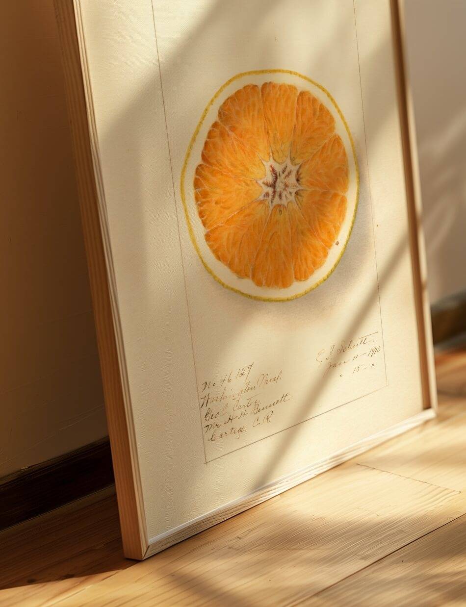 Citrus Sinensis: Washington Navel - Ellen Isham Schutt
