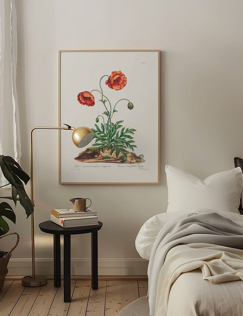 Red Field Poppy - John Edwards