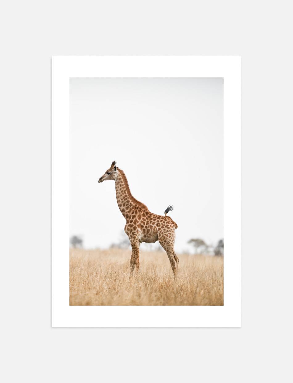 Giraffe in the wind