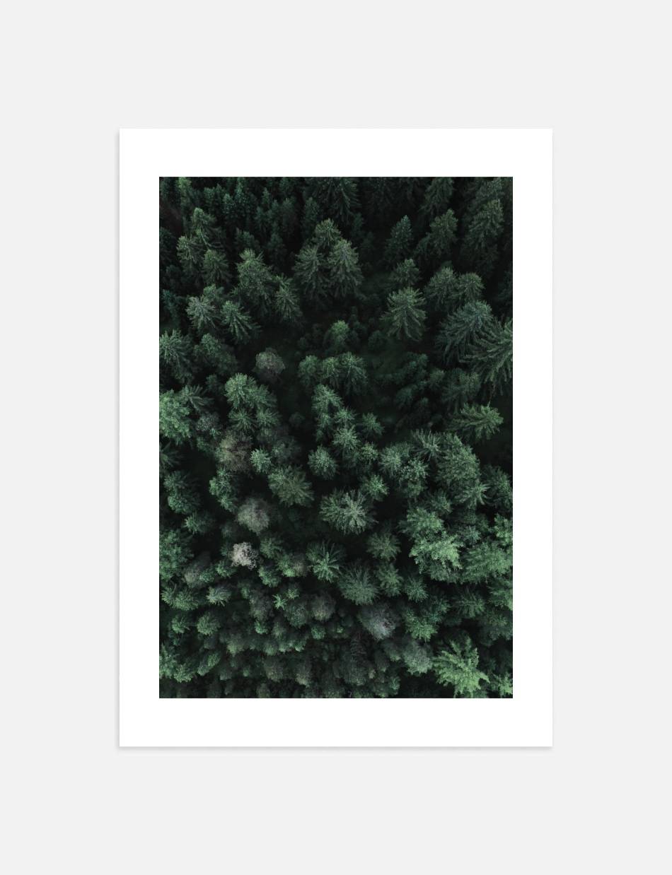 Trees from above