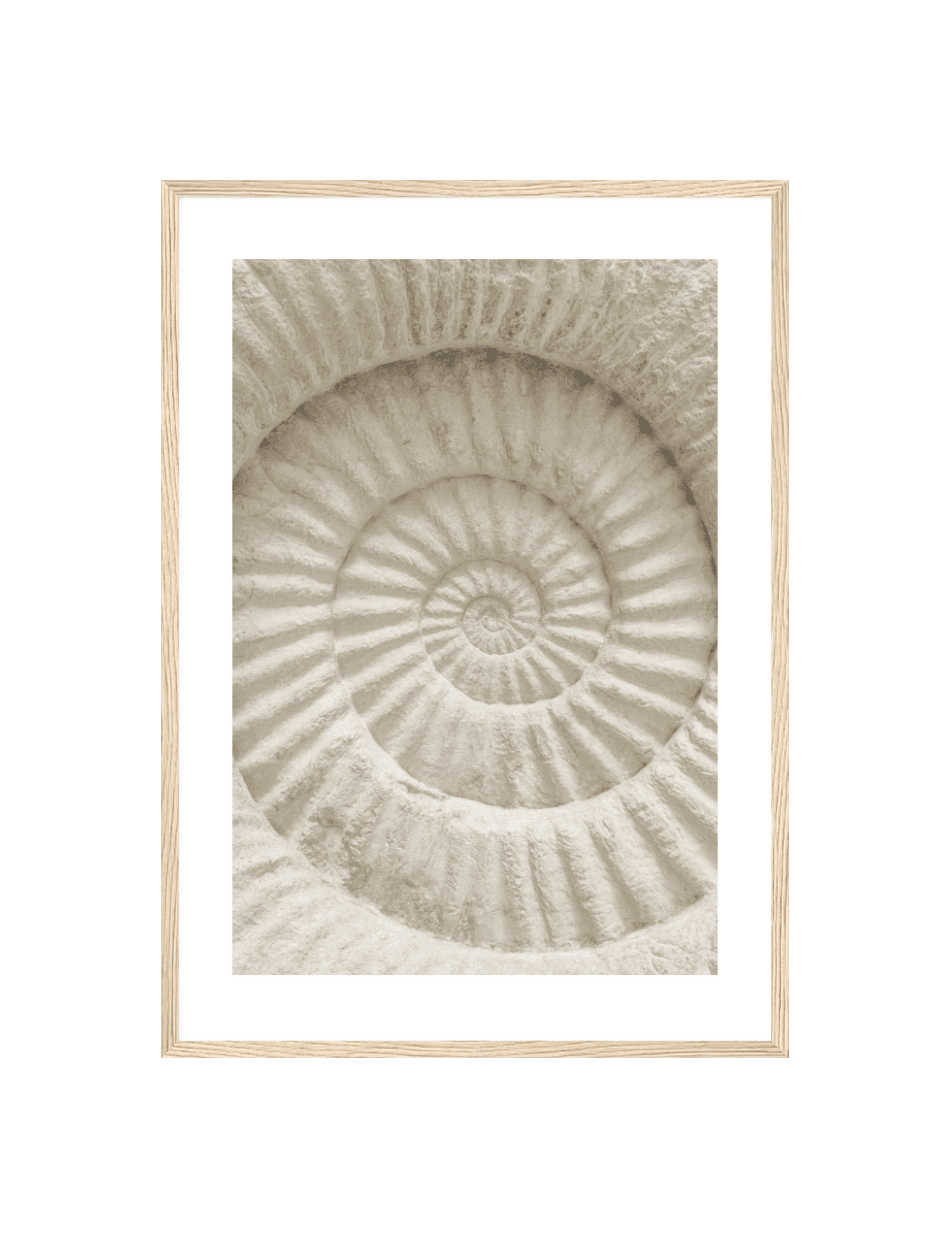 Ancient Spiral Shell