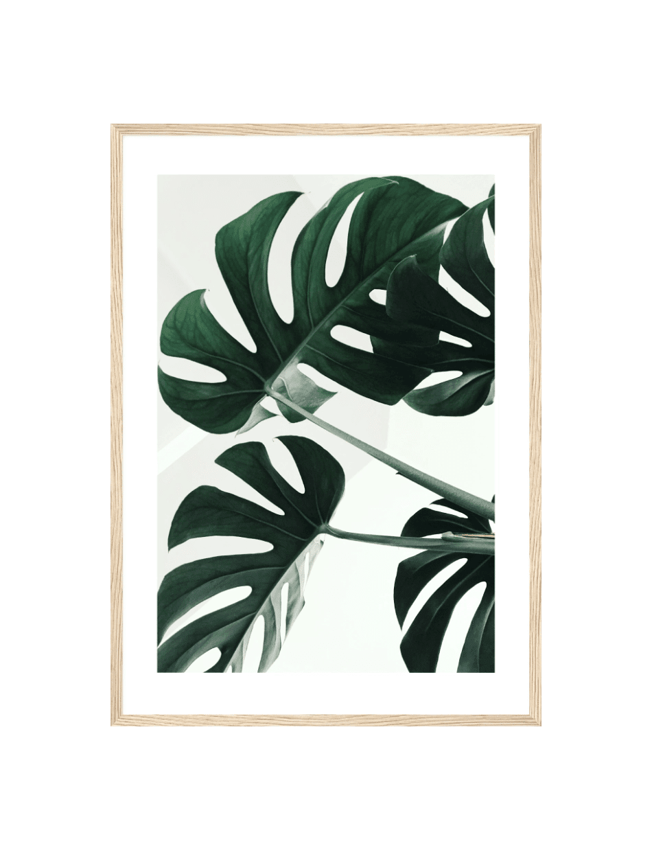 Monstera Trio